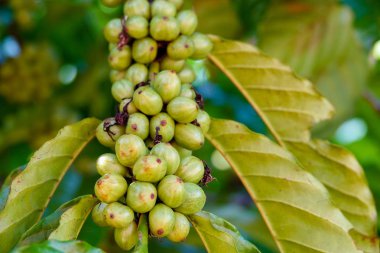 Yeşil/küçük kahve çekirdekleri bir kahve çiftliğinde. Seçici odak.