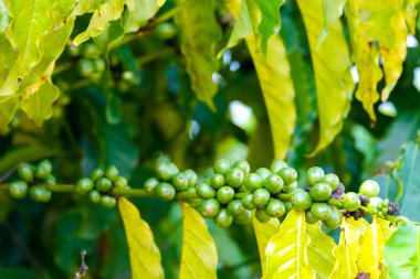 Yeşil/küçük kahve çekirdekleri bir kahve çiftliğinde. Seçici odak.