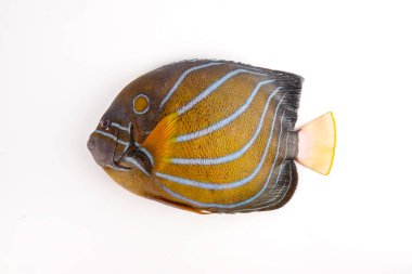 Taze mavi üzerine beyaz izole Pomfret