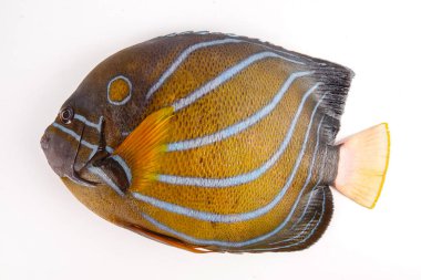 Taze mavi üzerine beyaz izole Pomfret