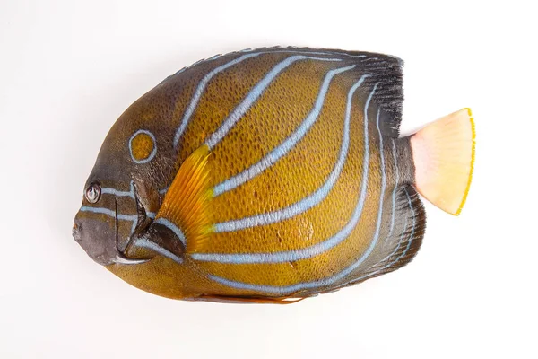 Verse Blauwe Pomfret Geïsoleerd Wit — Stockfoto