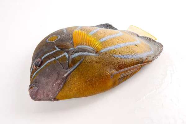 Verse Blauwe Pomfret Geïsoleerd Wit — Stockfoto