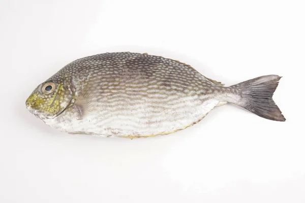 Pescado Lamayo Fresco Aislado Blanco — Foto de Stock