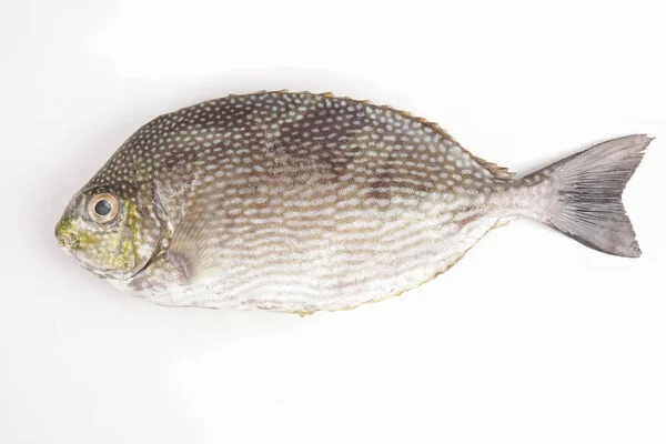 新鮮な Lamayo 魚白で隔離 — ストック写真