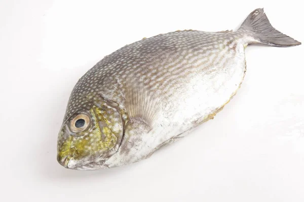 Frischer Lamayo Fisch Isoliert Auf Weiß — Stockfoto