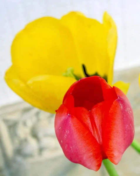 Parlak bahar laleleri yapay ışık makro fotoğrafçılık