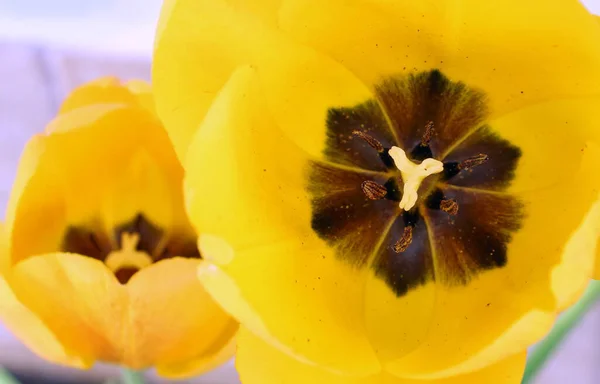 Fényes Tavasz Tulipán Mesterséges Fény Makro Fotózás — Stock Fotó