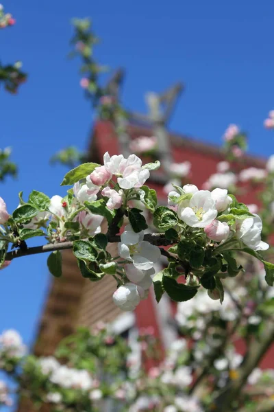 Baharın parlak arka planında renkli çiçek açan elma ağacı