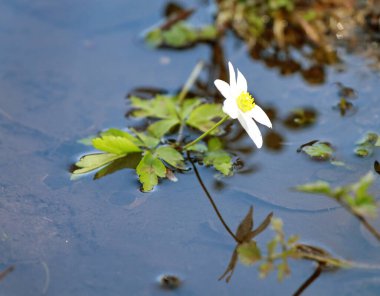 Ormandaki bir su birikintisinde filizlenen bahar çiçeği.