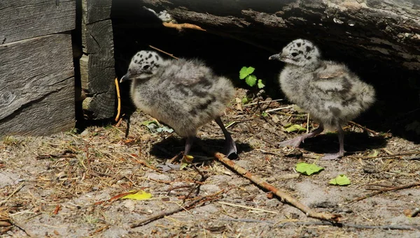 Küçük gri martılar işlerine bakarlar.