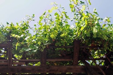 Bir çit kentsel manzaranın gölgesinde üzüm demetleri