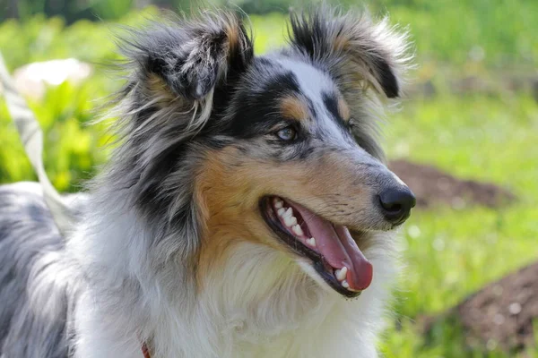 Yeşil alanın arka planında duran Sheltie köpeği