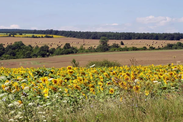 Batan güneş güzelliğinin arka planında ayçiçekleri olan manzara