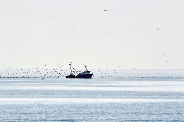Чайки кружат над рыбацкой лодкой, возвращаясь домой рано утром

