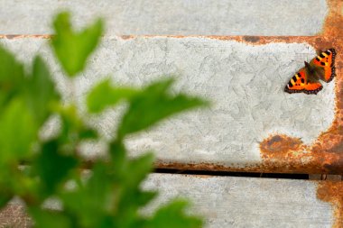 Güzel kahverengi kelebek gri bir arka planda, köyde bir demir parçasının üzerinde oturuyor.