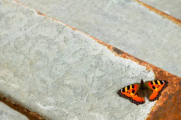 Güzel kahverengi kelebek gri bir arka planda, köyde bir demir parçasının üzerinde oturuyor.