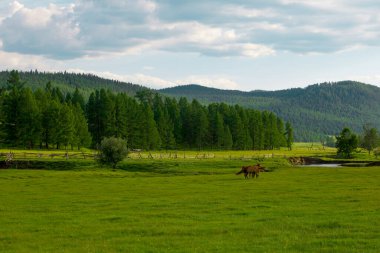 Yazın yeşil çayırları olan dağ manzaraları. Rusya 'da Doğa