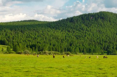 Atlar yazın çayırda otlar. Doğada bir sürü hayvan var.