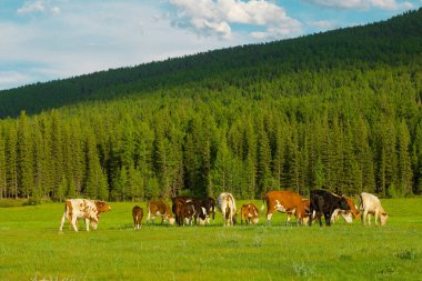 Güzel inekler yazın dağlarda bir çayırda otlar.
