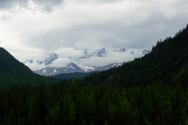 Yazın karlı dağlar. Yeşil ağaçların ve köknar ağaçlarının arka planındaki dağ manzarası