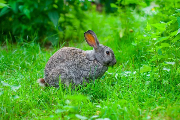 Büyük gri tavşan yazın çimenlerde oturur.