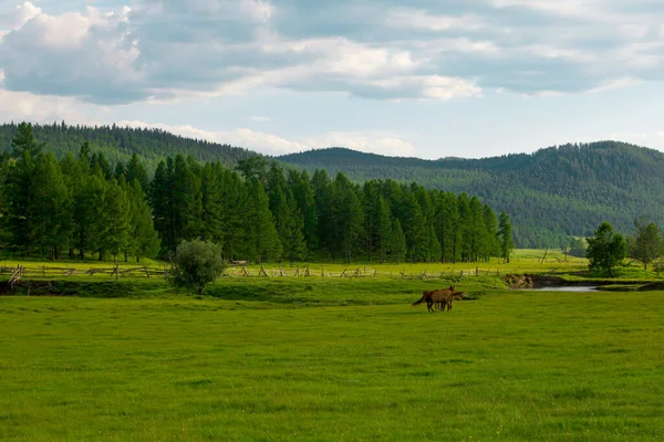 Yazın yeşil çayırları olan dağ manzaraları. Rusya 'da Doğa