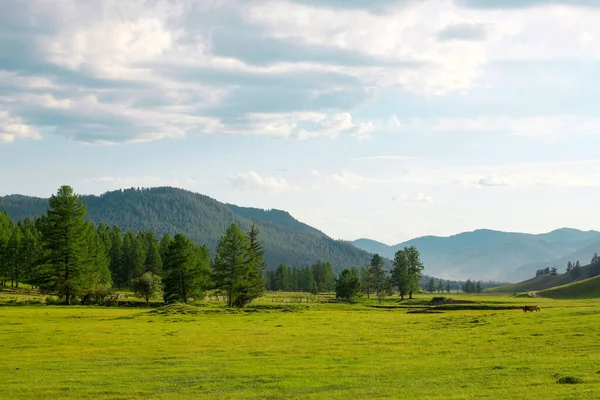 Yazın yeşil çayırları olan dağ manzaraları. Rusya 'da Doğa