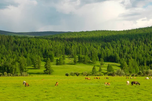 Atlar yazın çayırda otlar. Doğada bir sürü hayvan var.
