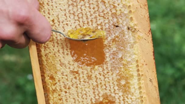 Thick Honey Dripping Honeycomb Inglês Mão Homem Reunir Mel Fresco Filmagem De Stock