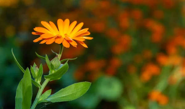 Kesä Puutarhan Kukka Golden Oranssi Gazania Vihreät Lehdet Koriste Kukinta — kuvapankkivalokuva