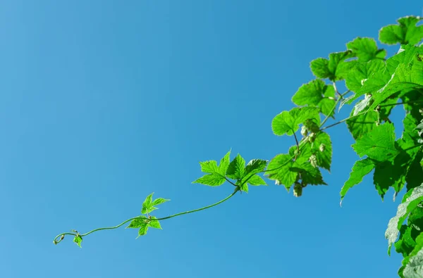 Ένα Κλαδί Λυκίσκου Στον Γαλάζιο Ουρανό Φυτό Για Δημιουργία Ενός — Φωτογραφία Αρχείου