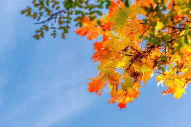 Mavi gökyüzünde bir akçaağaç dalı. Sonbahar akçaağaç yaprakları sarı ve turuncudur. Mevsimlik doğa geçmişi.