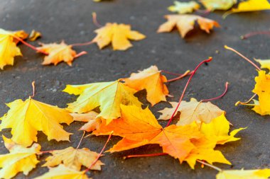 Düşen akçaağaç yaprakları sarı, turuncu ve kırmızıdır. Kaldırımda uzanan sonbahar yaprakları geçen yazı hatırlatıyor. Mevsimlik arkaplan.