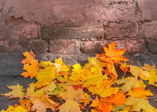 Fallen maple leaves lying near a brick wall. Autumn seasonal background. Golden time.