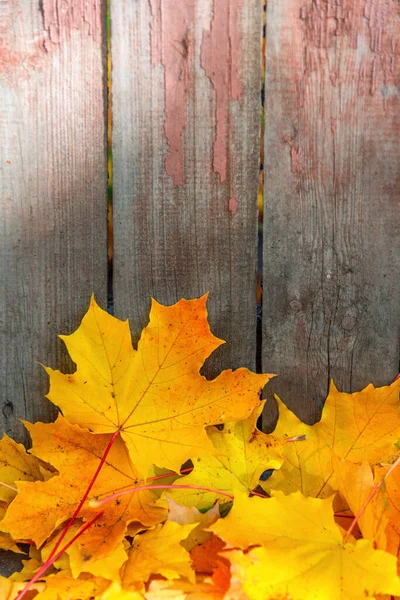 Kłamiące Liście Klonu Przy Ogrodzeniu Drewniane Ogrodzenie Złote Liście Jesienny — Zdjęcie stockowe