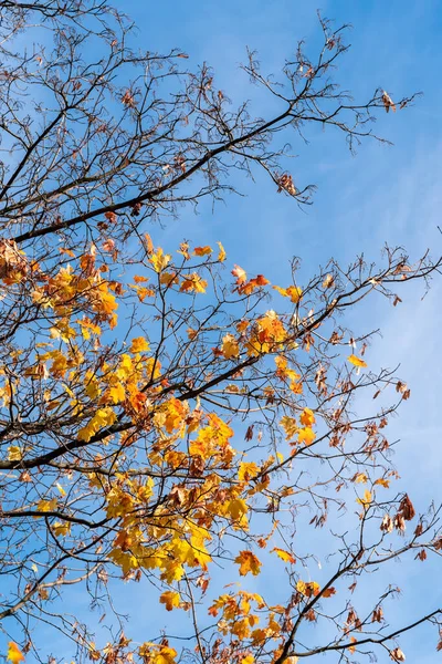 Mavi gökyüzünde bir akçaağaç dalı. Sonbahar akçaağaç yaprakları sarı ve turuncudur. Mevsimlik doğa geçmişi.