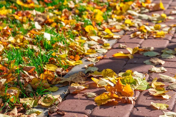 Beco Parque Longo Gramado Verde Caminho Cobblestone Espalhado Com Folhas Imagem De Stock