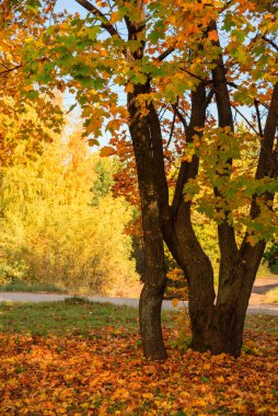 City Güz Parkı. Düşen yaprakların etrafında duran bir akçaağaç. Gün ışığını temizle.