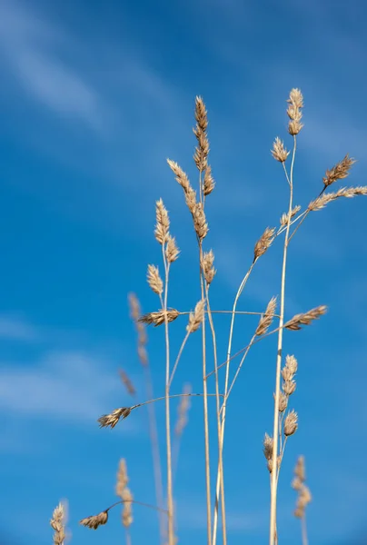 Stengels Van Herfst Gedroogd Gras Aan Blauwe Hemel Okerstro Verlicht — Stockfoto