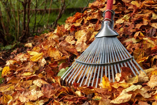 Rastrillo Las Hojas Caídas Otoño Jardinería Temporada Otoño Limpiando Césped —  Fotos de Stock