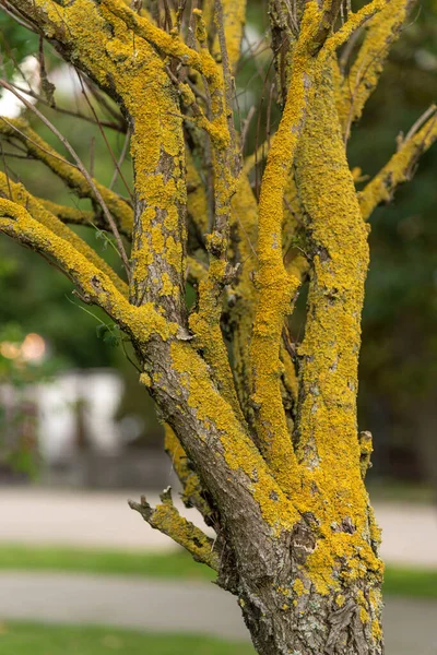 Befallener Baum Mit Gelber Flechte Goldenes Moos Auf Der Trockenen — Stockfoto