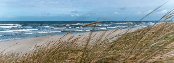Inkommande Vågorna Östersjön Sandstrand Havsvinden Böjer Tunna Stjälkarna Högt Höstgräs — Stockfoto