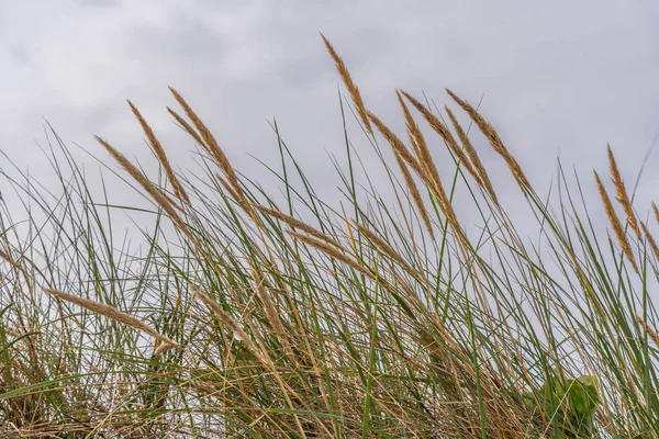 Een Lichte Zeewind Waait Door Het Droge Herfstgras Goud Groen — Stockfoto