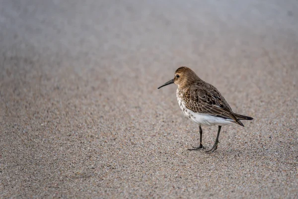 Zeevogeltje Dunlin Loopt Zandkust Grijs Geel Verenkleed Lange Snavel Lange — Stockfoto