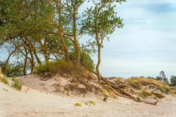 Písčitém Břehu Baltského Moře Rostou Padají Stromy Pobřežní Krajina Baltského Stock Fotografie