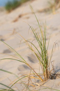 Güneşli kumda yeşil çimenler yetişir. Bitkinin esnek kökleri rüzgarda hafifçe eğilir. Deniz kıyısındaki bitki örtüsü.
