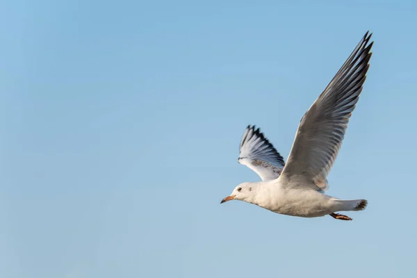 Havsfågel Mås Flyger Klarblå Himmel Vit Fågel Med Svart Fjäderdräkt — Stockfoto