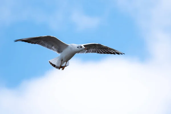 Gaivota Aves Marinhas Voando Céu Azul Claro Pássaro Branco Com — Fotografia de Stock