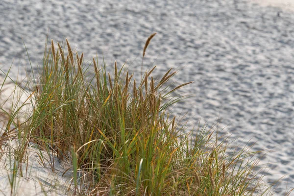 Groen Gras Groeit Het Zonovergoten Zand Flexibele Stengels Van Plant — Stockfoto