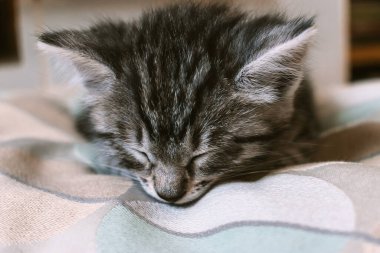 Küçük gri tekir kedicik uyuyor. Sığ alan derinliği olan seçmeli bir odak noktası..